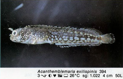 Acanthemblemaria exilispinis